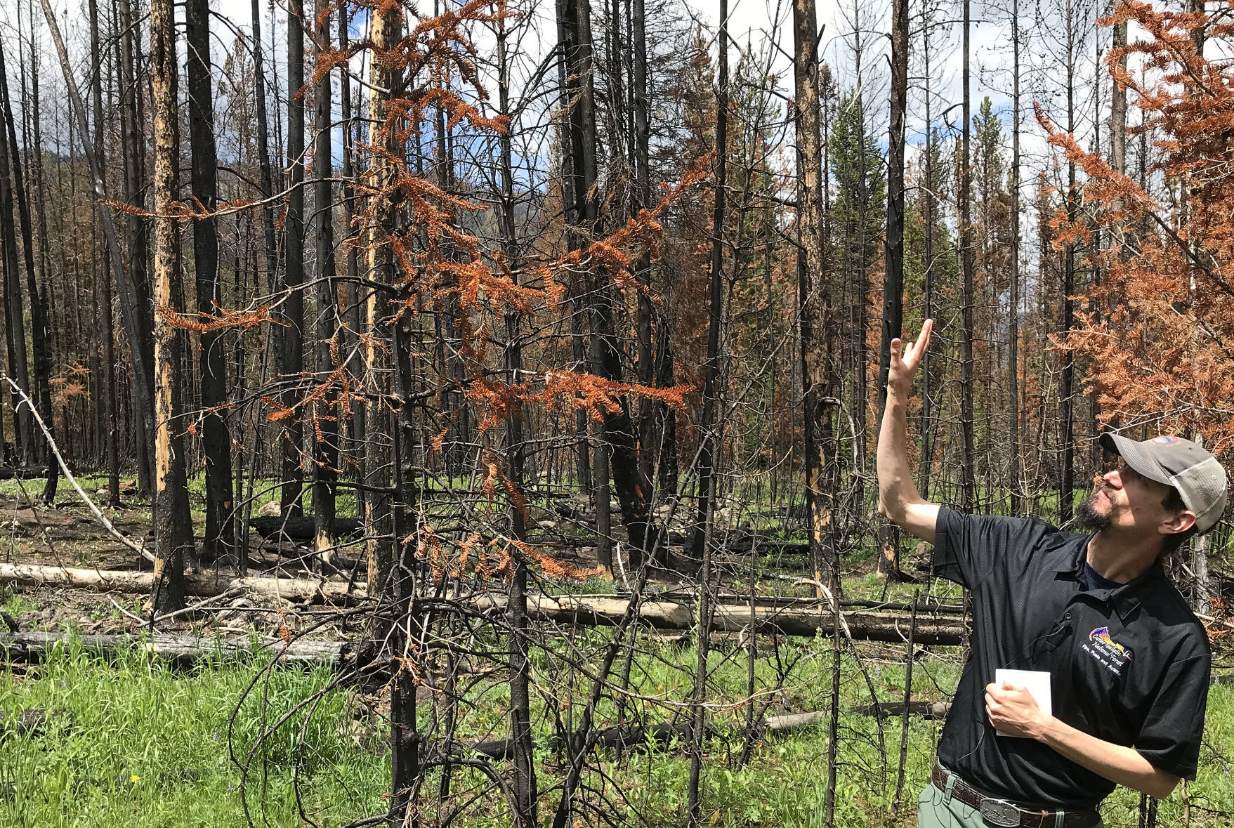 Fire ecology